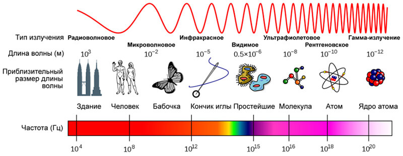 Частоты вибраций биологических объектов