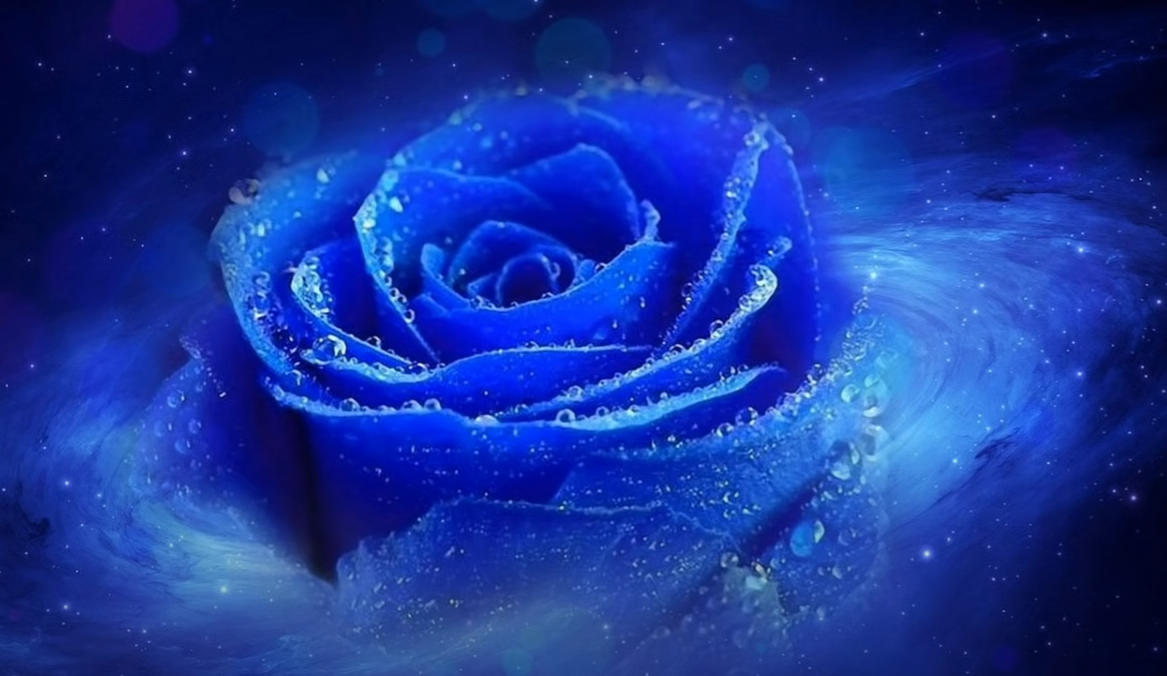 Голубая Роза от Даниила Адреева похожа на Сириус