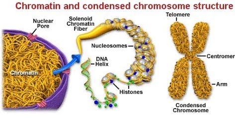 Связь Хроматина с хромосомами ДНК